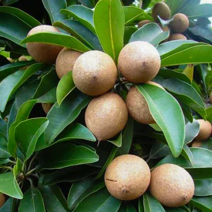 Chikkusapote2 493x