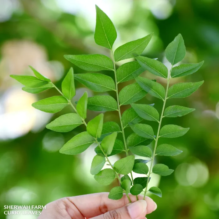 Sherwah farm curry leaves 4