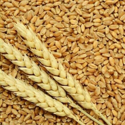 barley